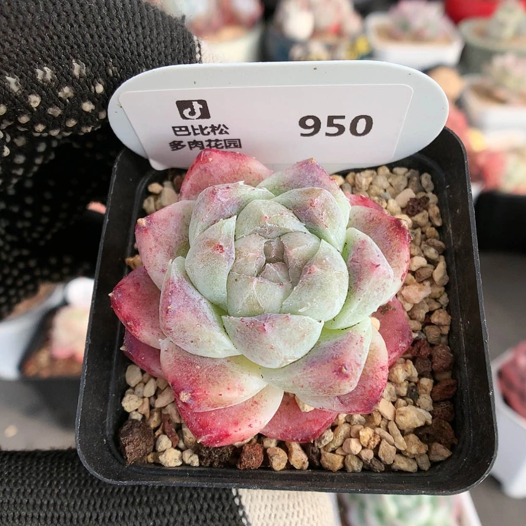 【闪购商品】950佳人石化