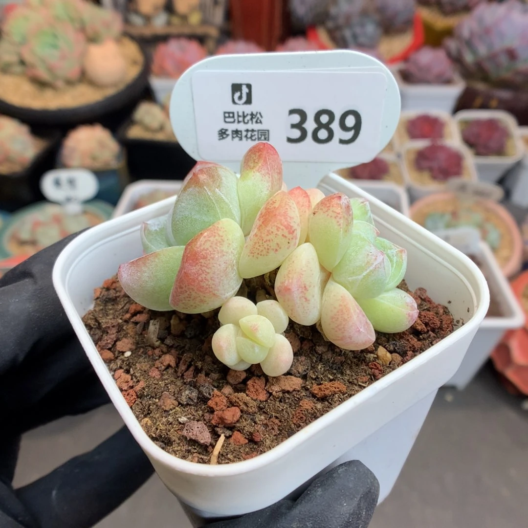 389 白透冰玉 多肉