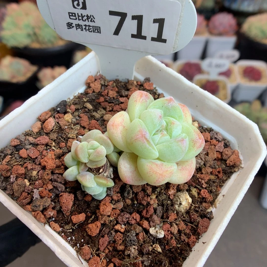 711 奶油冰玉多肉