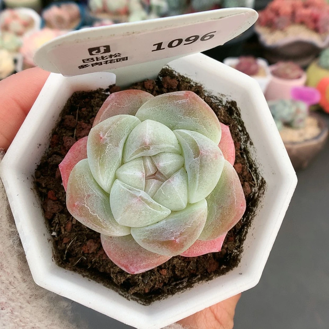 【闪购商品】1096冰玉