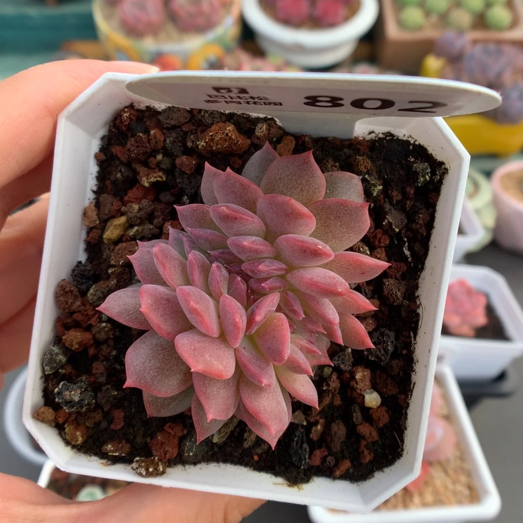 802琥珀缀化多肉