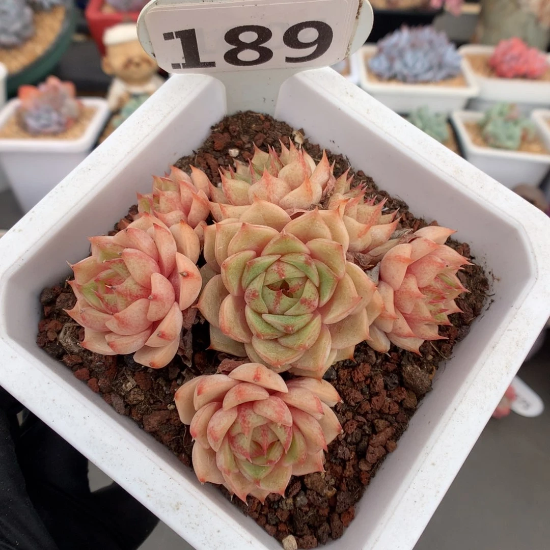 189 本巴蒂斯 多肉