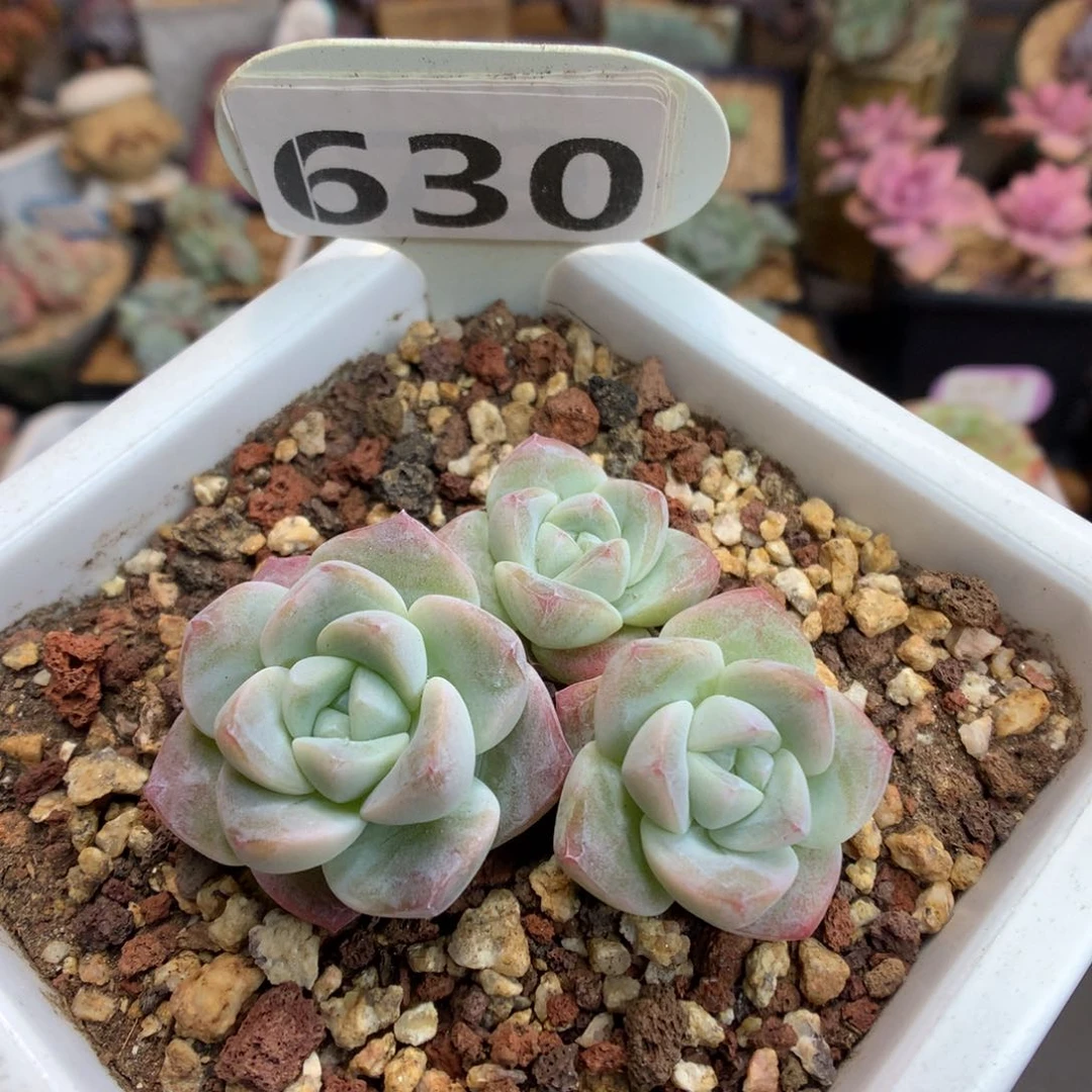 630 樱花冰玉 多肉
