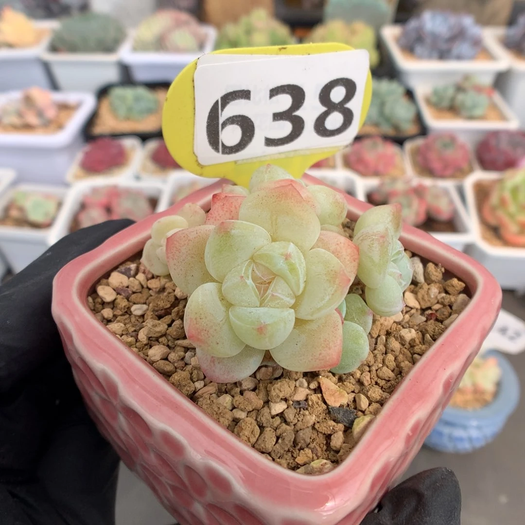 638 白钻冰玉 多肉