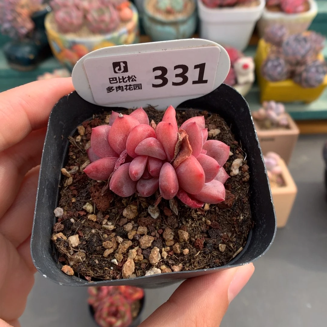 331三头爱丽儿多肉植物
