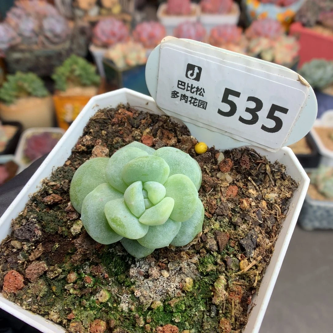 535 黄透冰玉石化