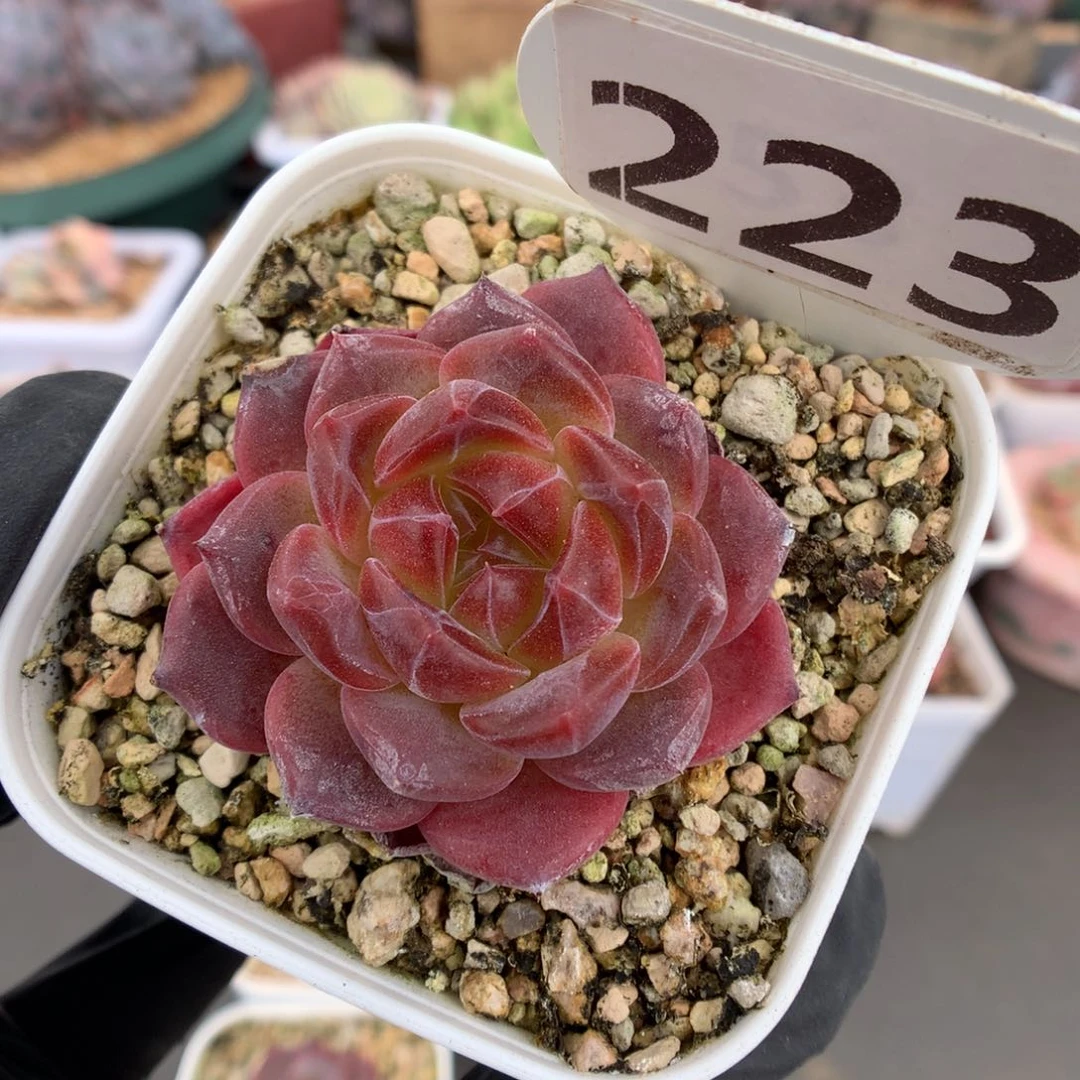 223 红宝石心琥珀