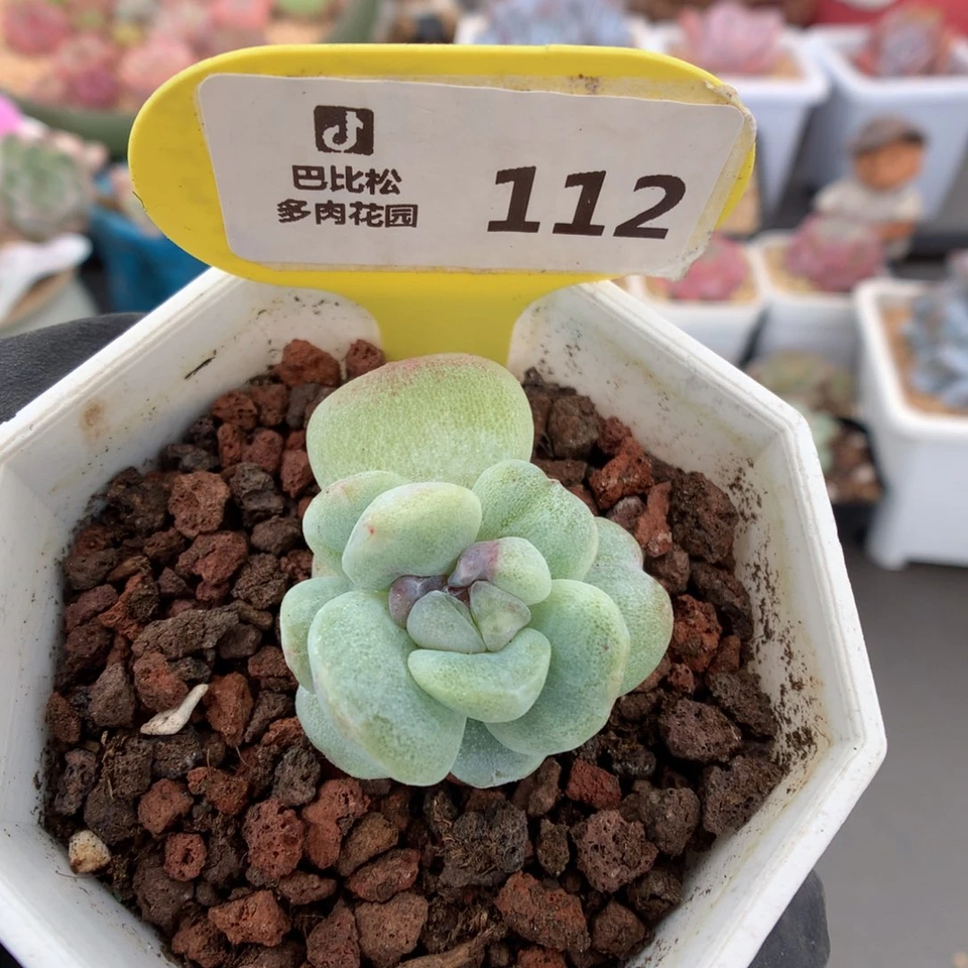 112 紫心冰玉石化