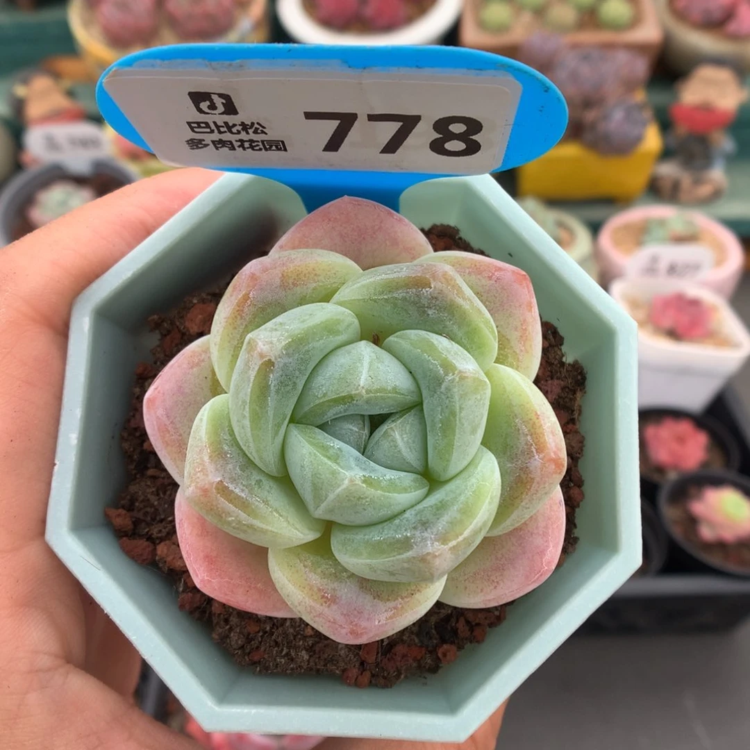 778玫瑰花瓣脸冰玉多肉