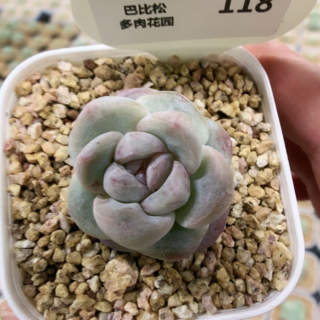 【闪购商品】甜**人118冰玉石化