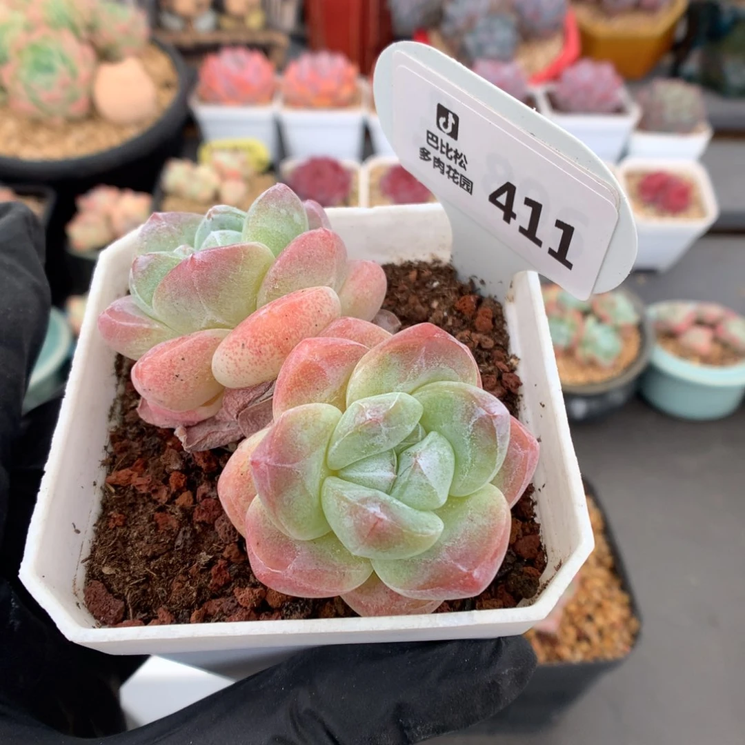 411 粉冰玉 多肉