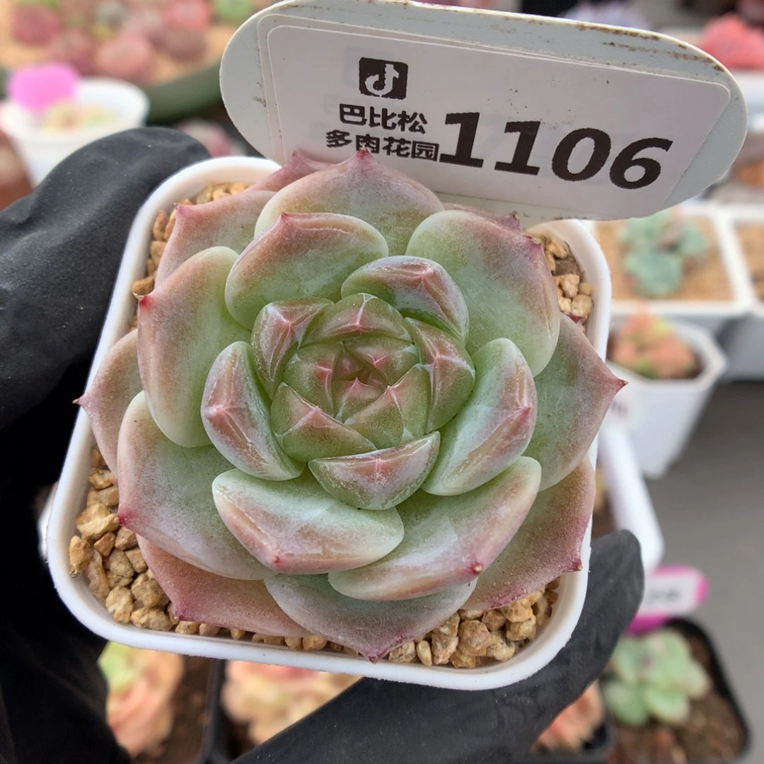 1106 优选珍妮心冰魄