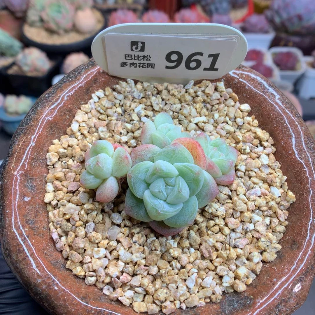 961 樱花冰玉多肉