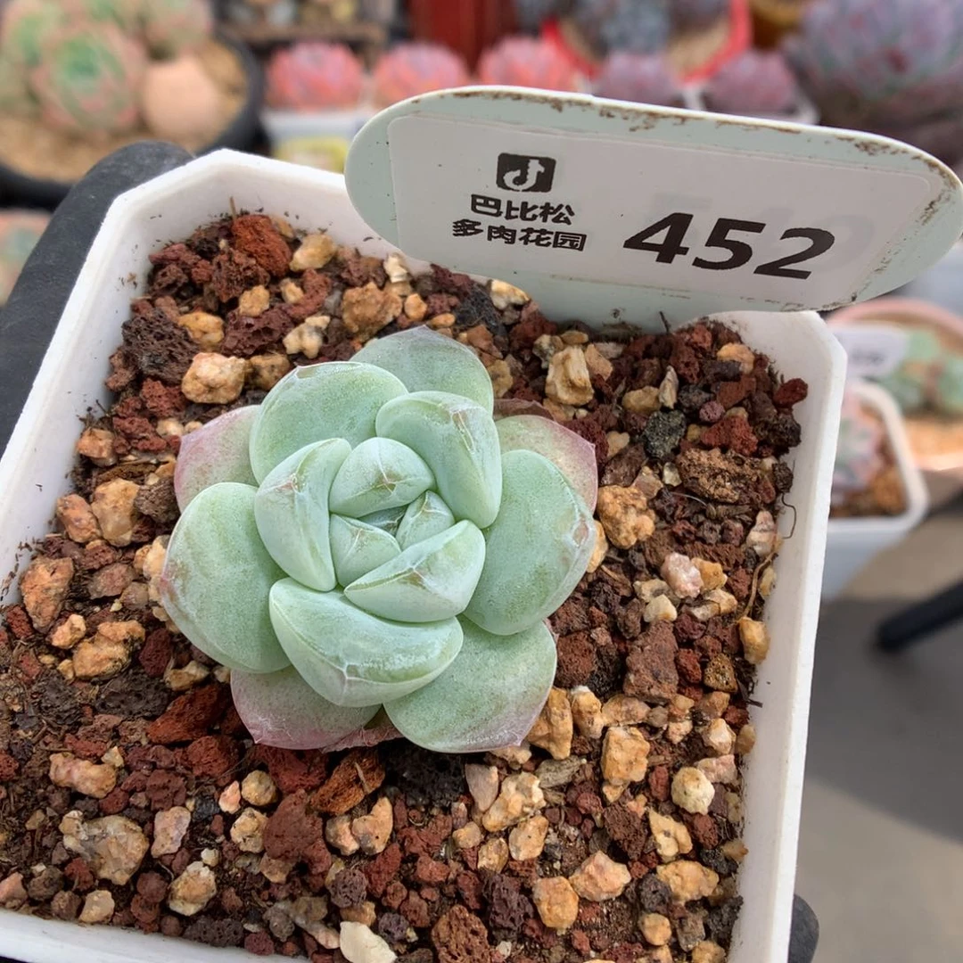 452 樱花冰玉多肉