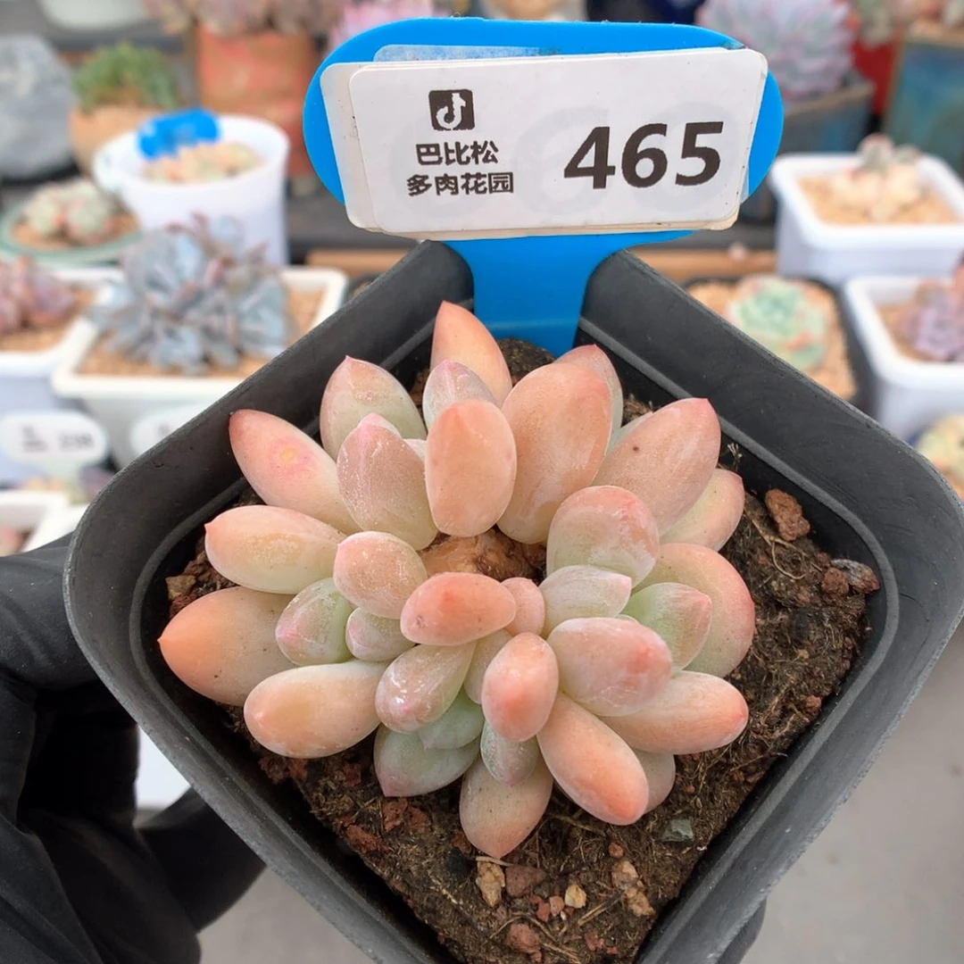 465 香水  多肉