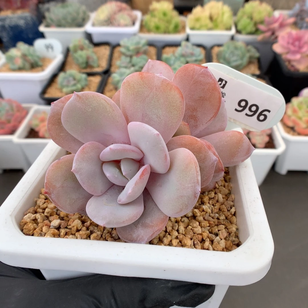 996 特价奶茶双头带崽