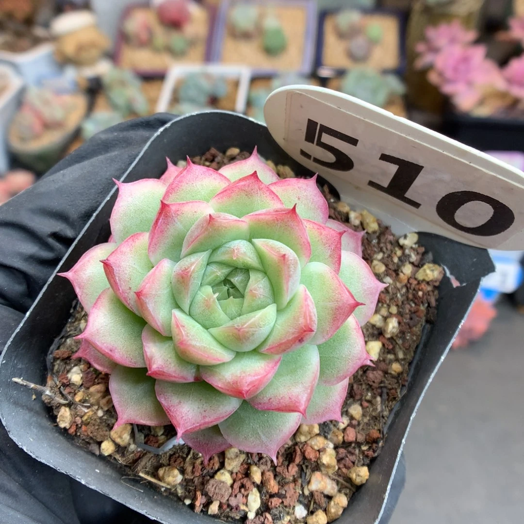 510 玫瑰花女王 多肉