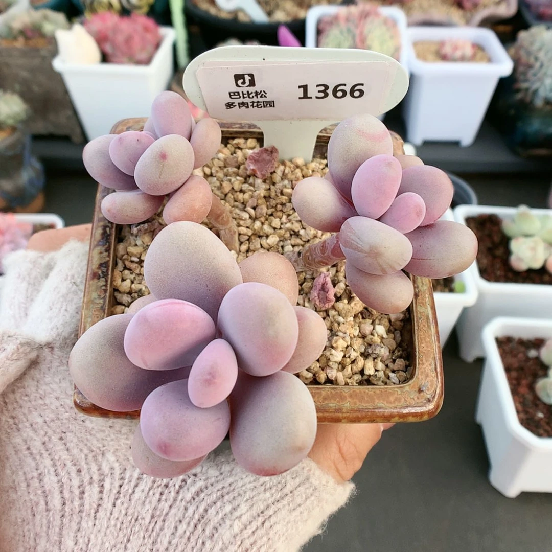 【闪购商品】1366桃蛋不带盆