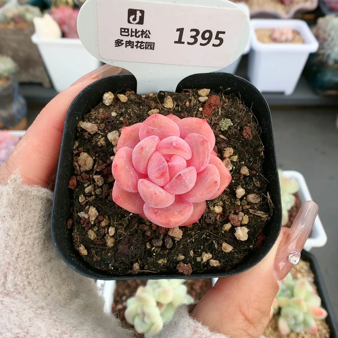 【闪购商品】1395雪天使