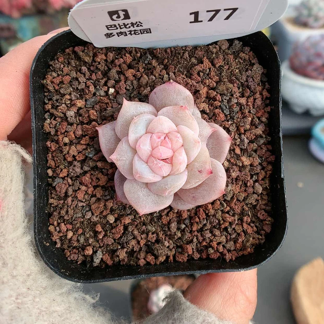 【闪购商品】177双心粉钻多肉