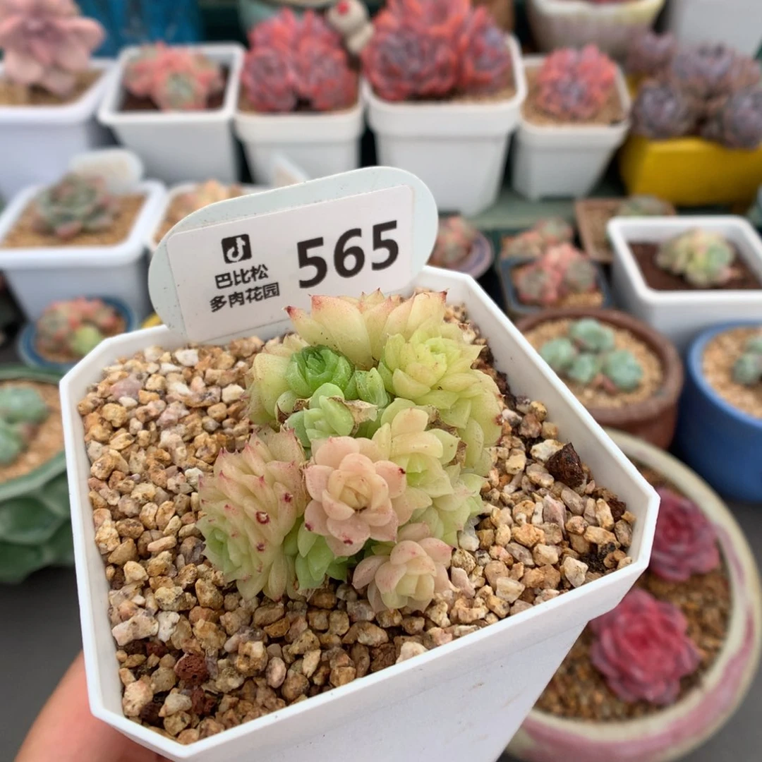 565群生小脸玫瑰多肉
