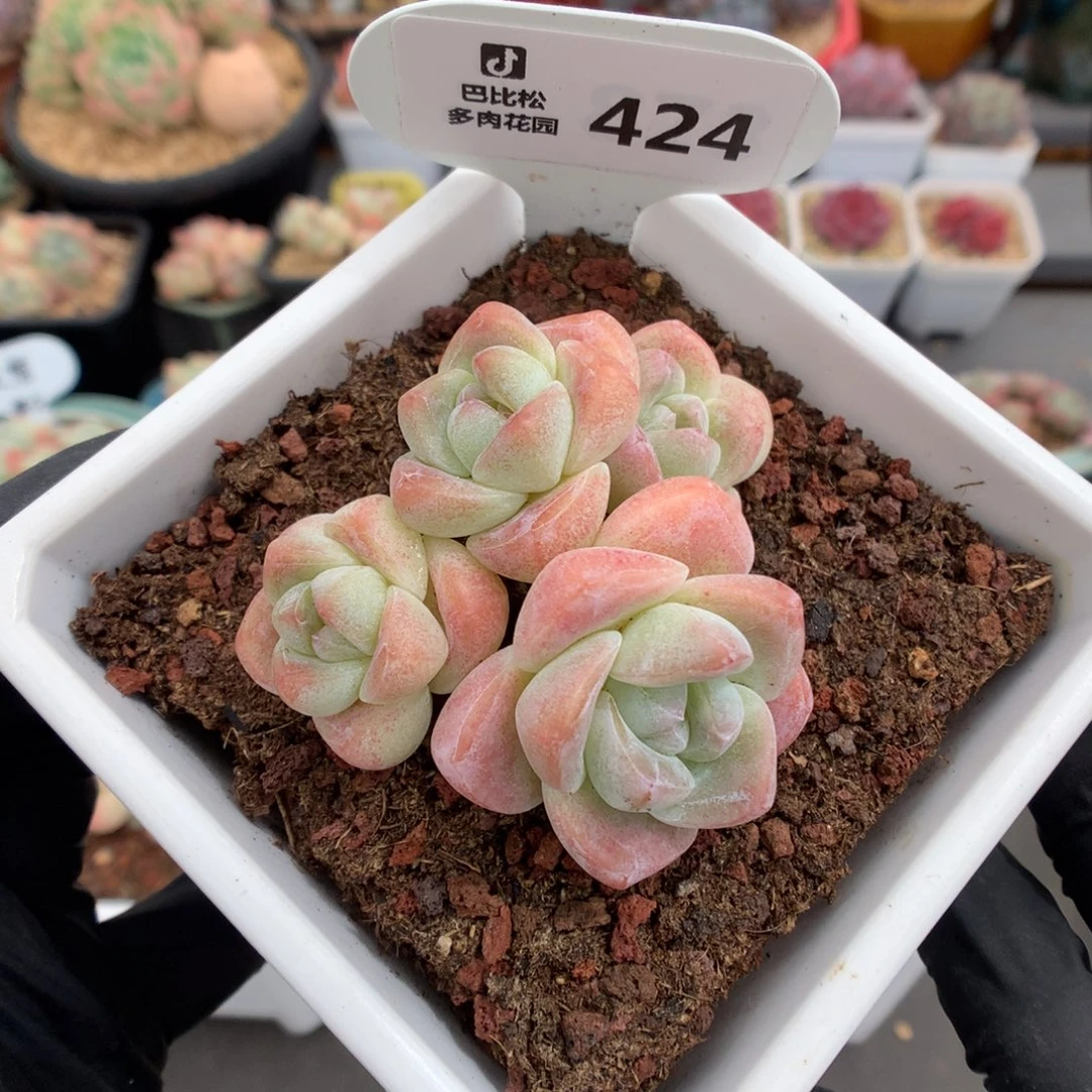 424 四头奶油冰玉