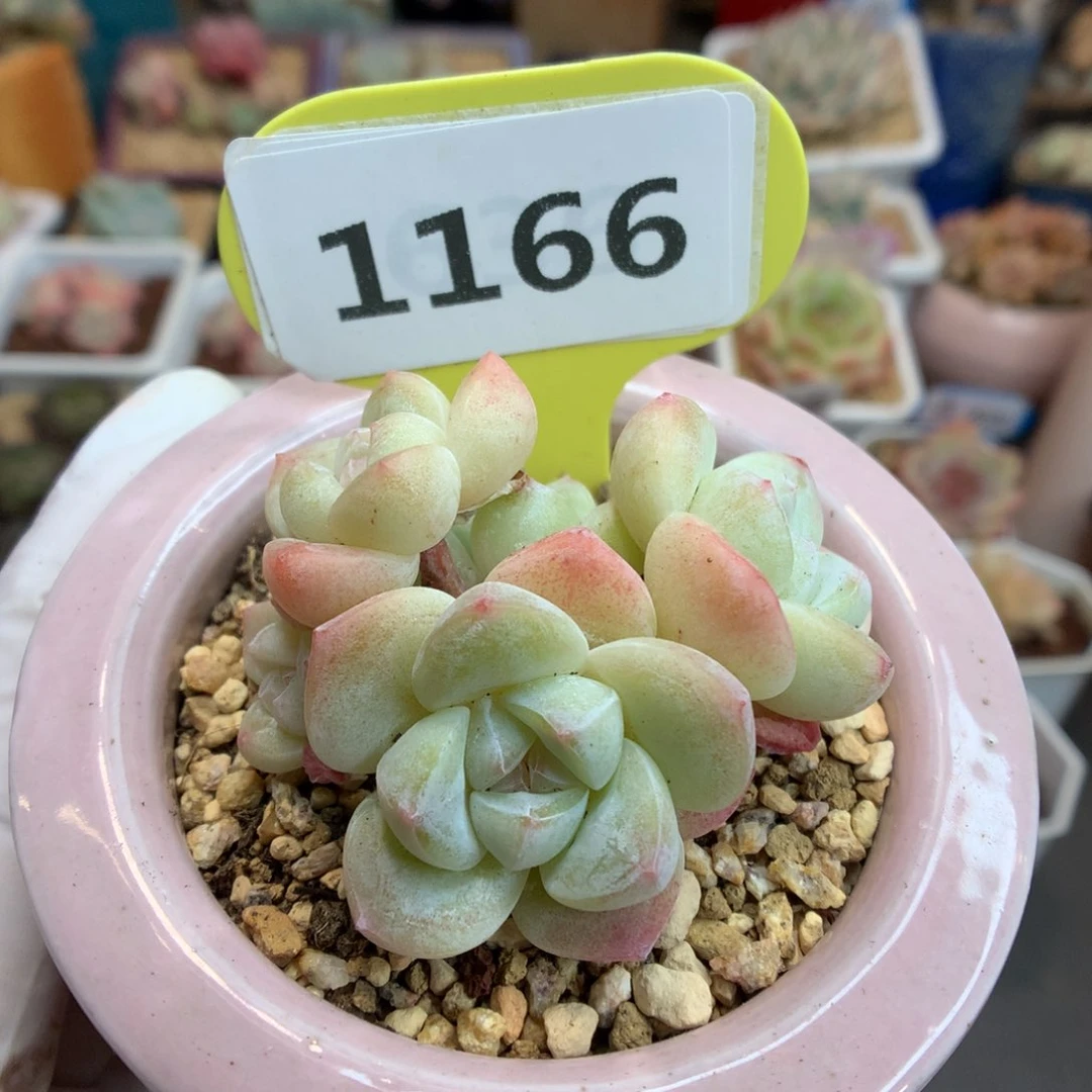 1166 白钻冰玉 多肉