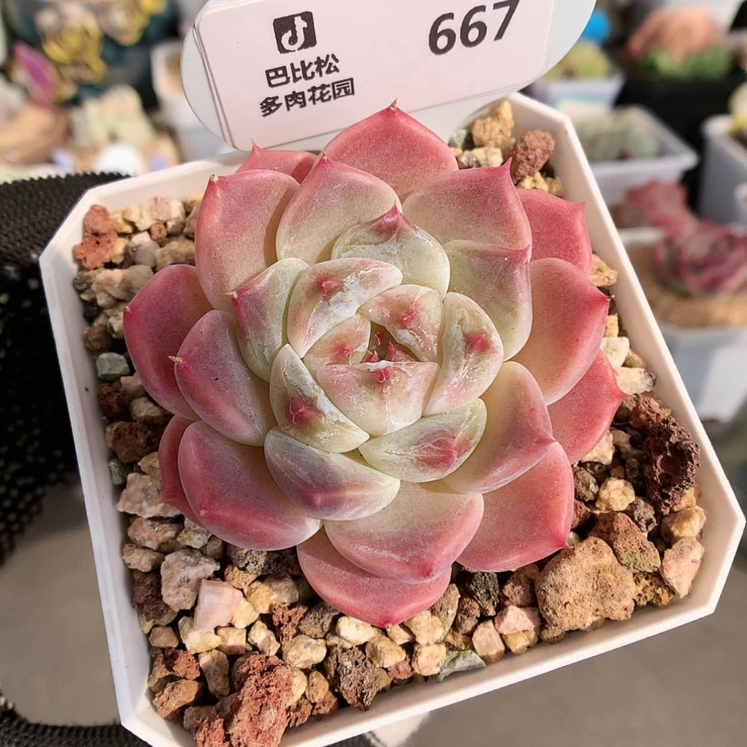 【闪购商品】667冰魄