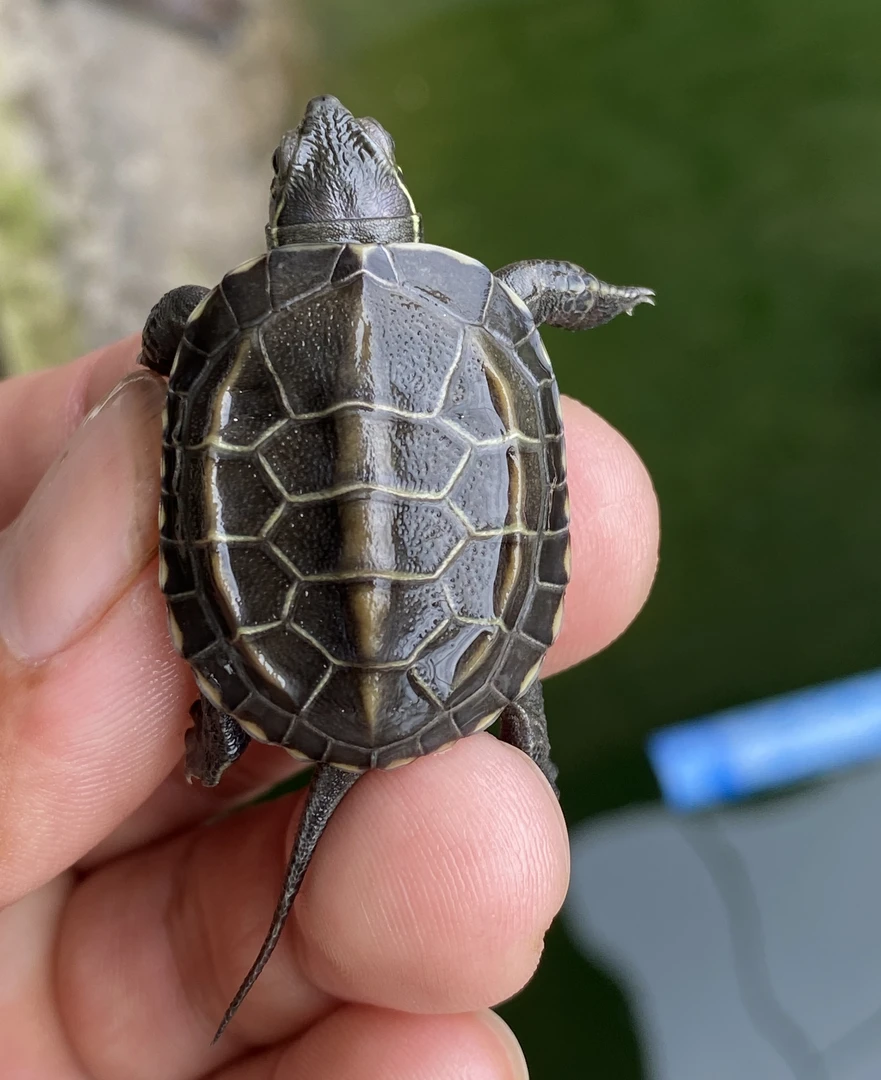 大头草苗，低温孵公苗，95%一起公龟