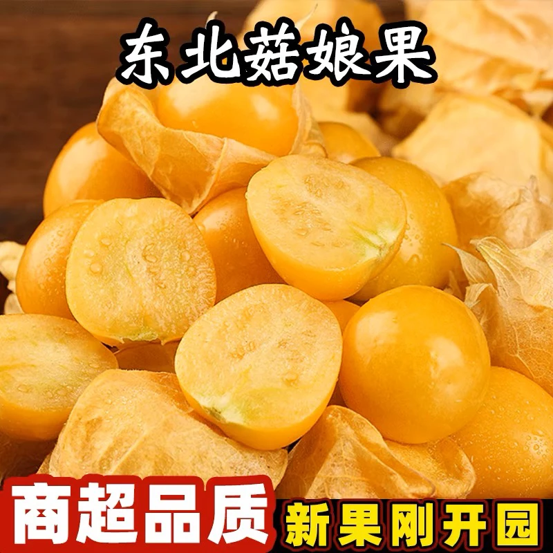 东北菇娘果黄金豆薄皮果1斤2斤3斤5斤顺丰包邮