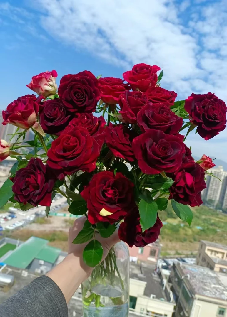 【多头紫罗兰】多头紫罗兰玫瑰   |  全场任意两单鲜花包邮