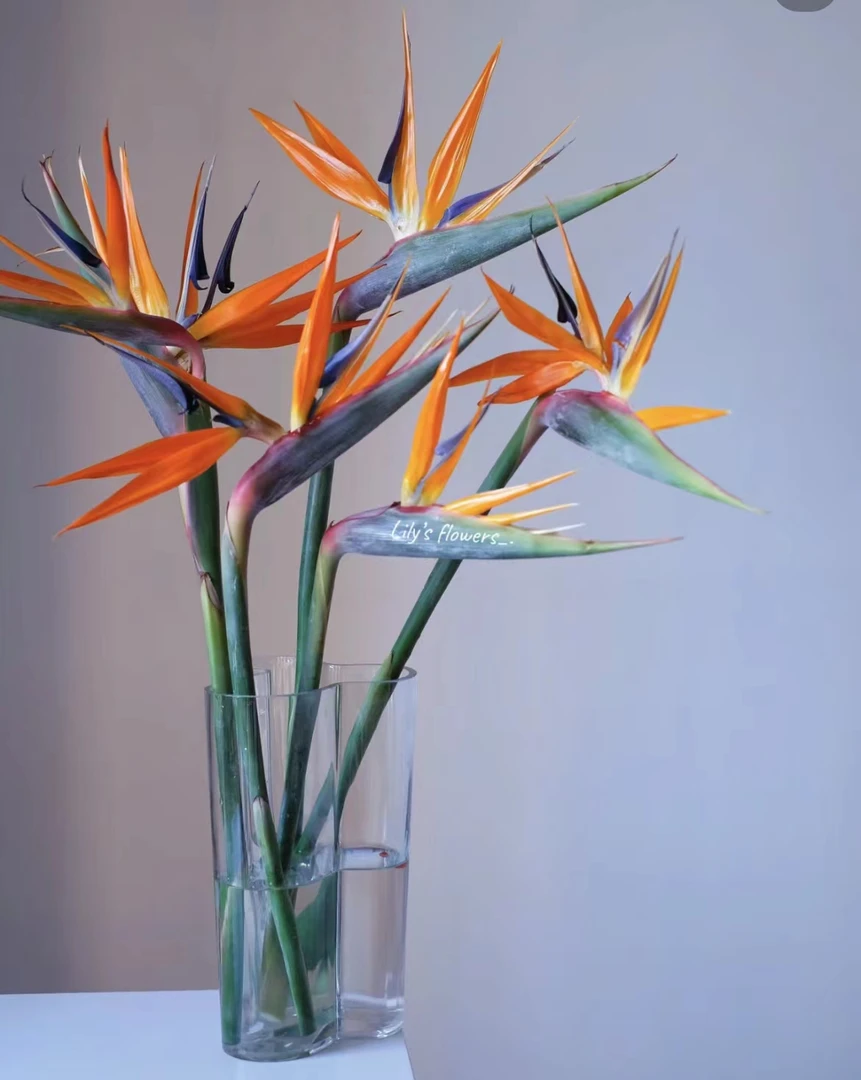 【天堂鸟】鹤望兰自带氛围感花材，任意两单升级顺丰（坤）