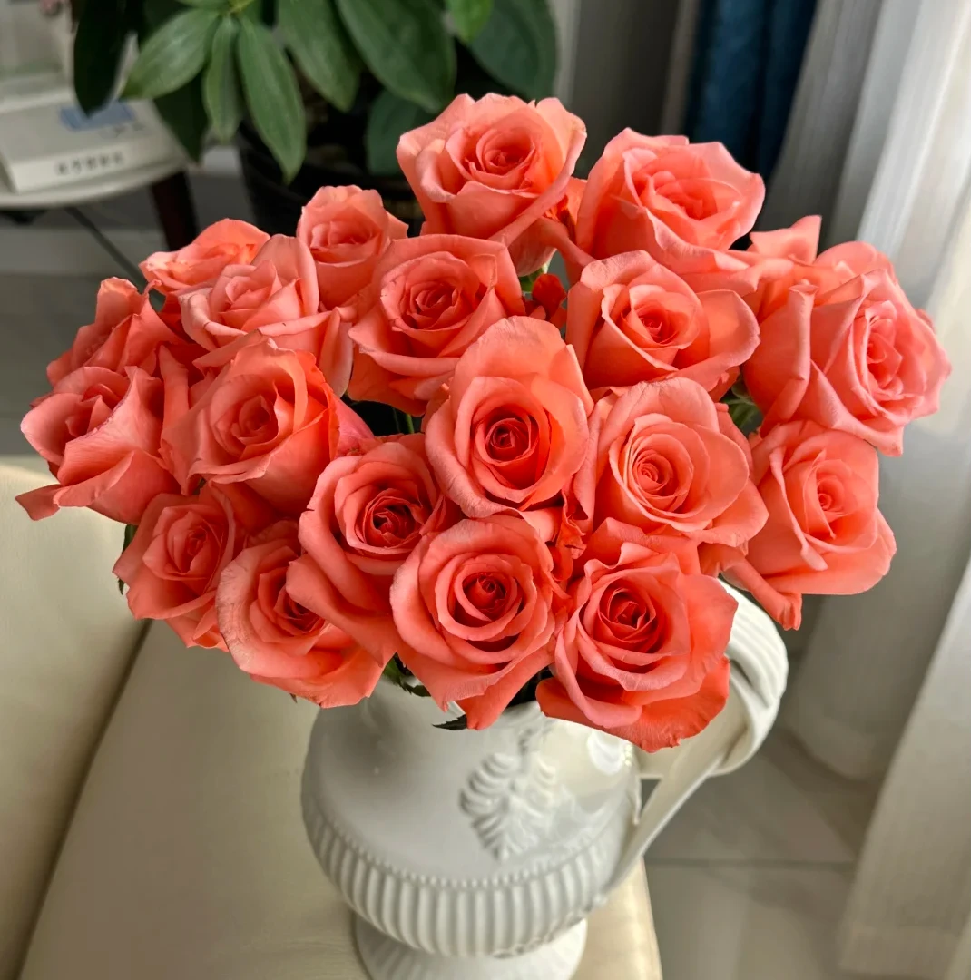 【影星】单头玫瑰  全场任意两单鲜花顺丰包邮（早市直播）