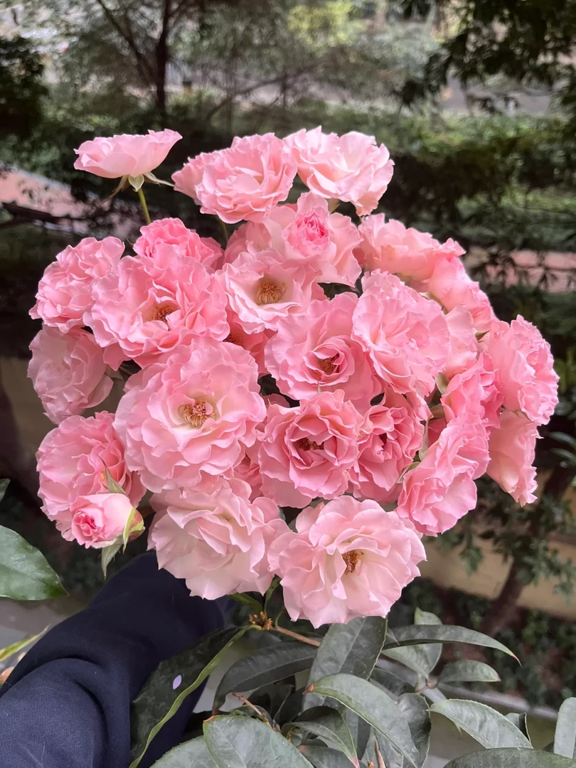 【人鱼公主】粉色系能开炸高颜值多头玫瑰，任意两单包邮（涛）