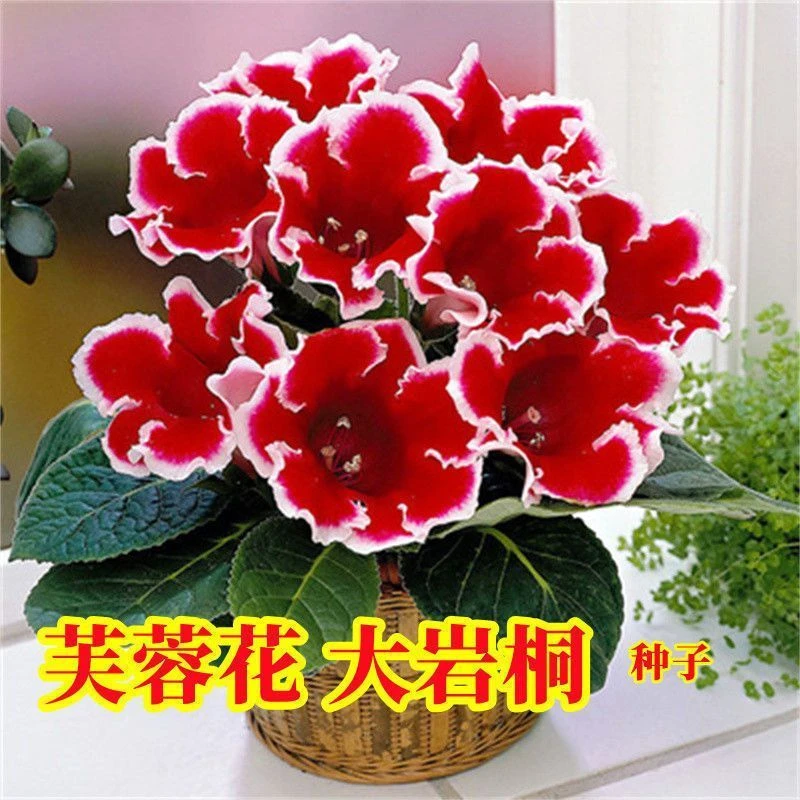 重瓣大岩桐花种子富贵芙蓉花种子春播花草盆栽四季种花卉种籽