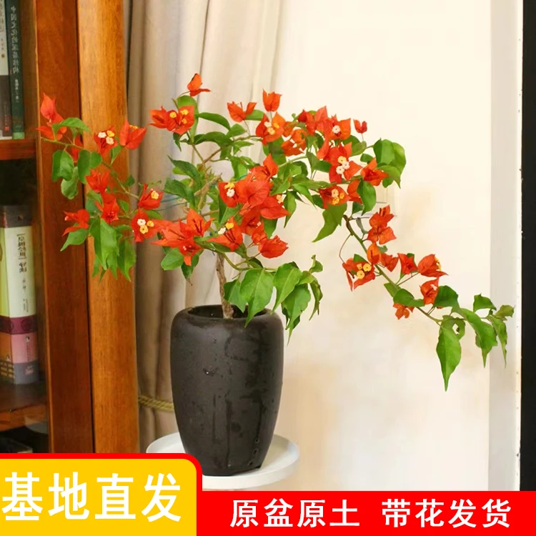 【桑巴系列】热火桑巴 紫红桑巴 橙桑巴三角梅 基地直发  原盆带花