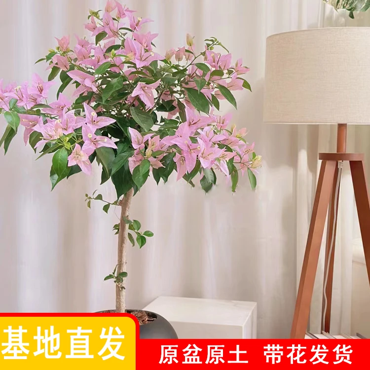 【新加坡大宫粉】三角梅 产地直发 花大叶大 原盆带花发货