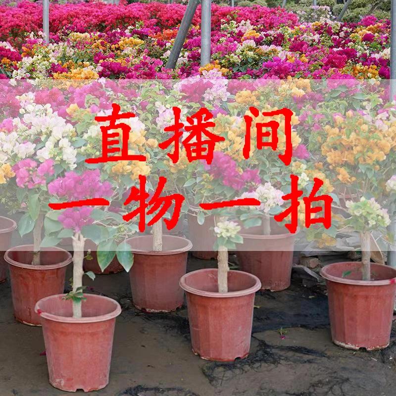 【福利款】三角梅直播间一物一拍 基地直发 以实际截图为准