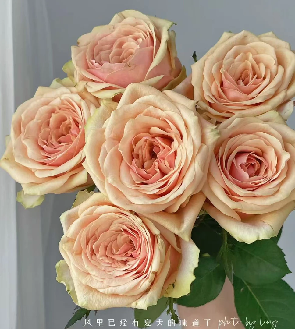 迪薇娜单头玫瑰——任意两单升级顺丰/京东/德邦空运