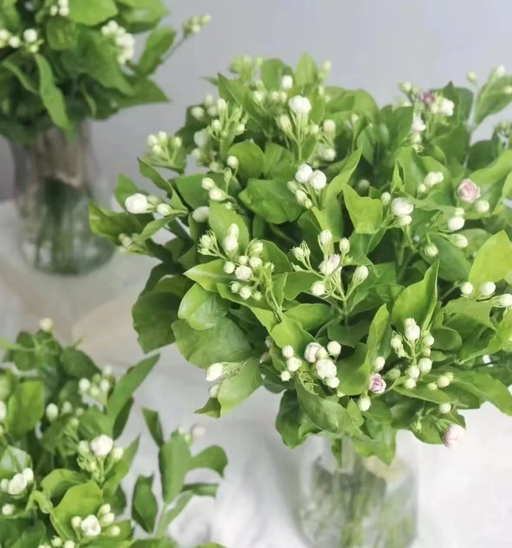 大束茉莉花1把，带香味新手慎入——任意两单升级顺丰/京东/德邦空运