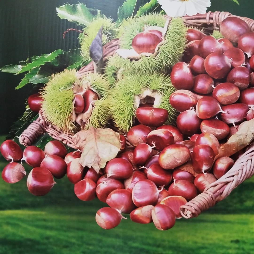 青龙板栗新鲜饱满软糯香甜高山生板栗