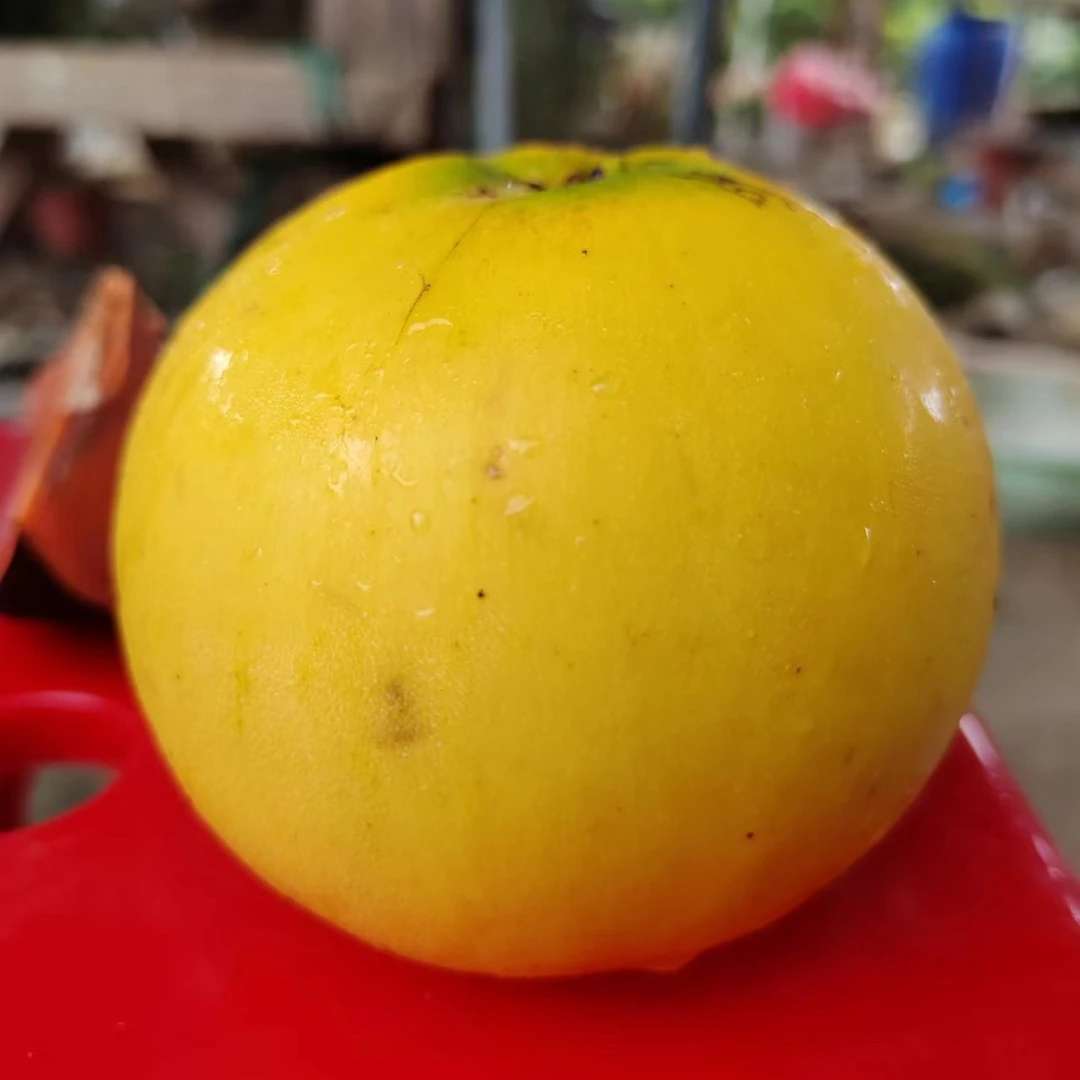 冰糖黄晶果大苗超甜大果优良果苗