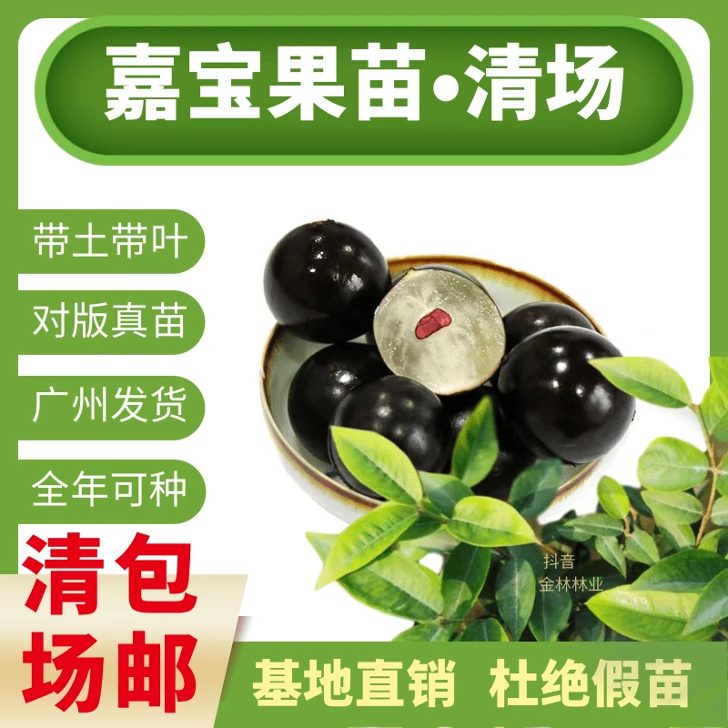 特价果苗拍一发二，红妃艾斯卡苗各一棵