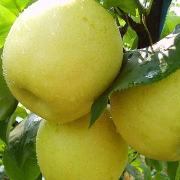 梨树果苗嫁接苗翠冠梨树丰水梨子树苖地栽当年结果梨树苗果树果苗