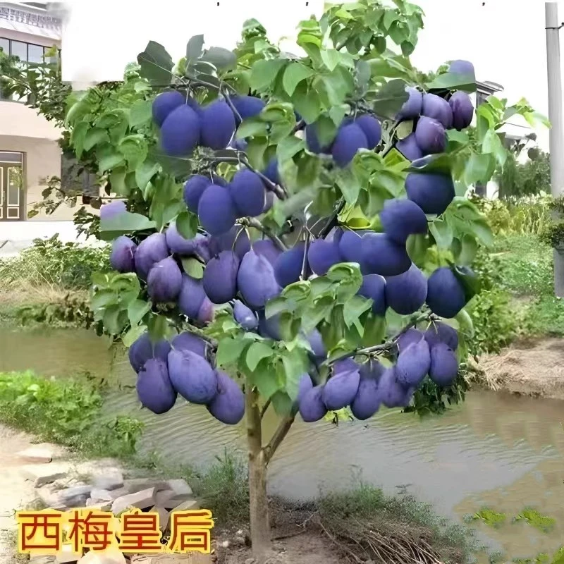 西梅树树苗特大盆栽地载当年结果南方北方种植西梅李子果树苗带土
