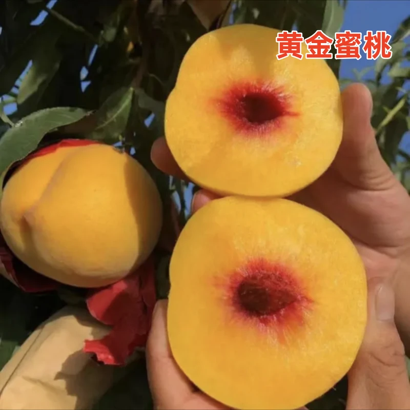 黄金蜜桃树苗嫁接黄桃果树果苗特大早熟南北方地栽种耐寒当年结果