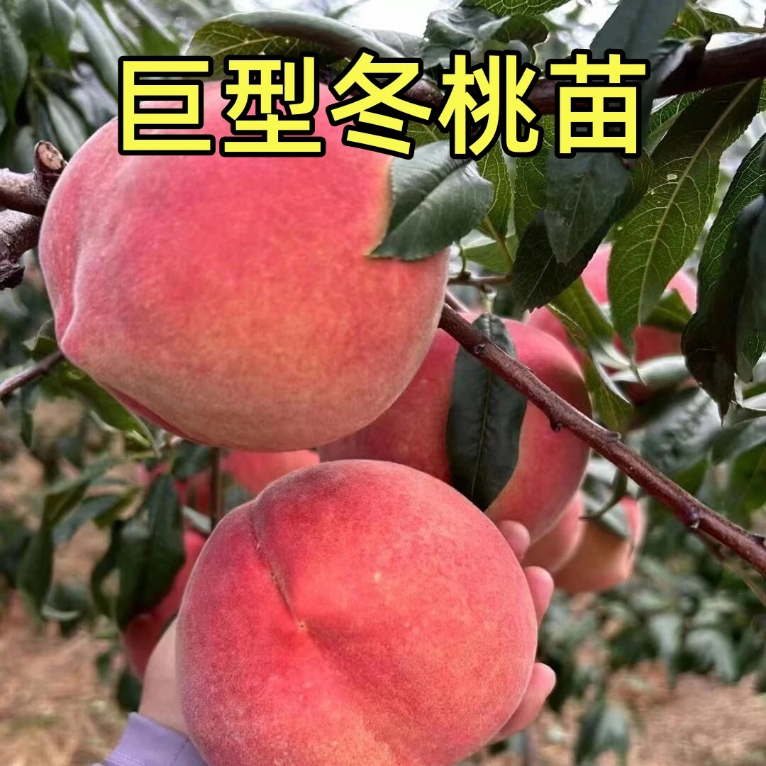 桃树果树苗嫁接特大晚熟盆栽地栽耐寒南北方栽种冬桃树苗当年结果