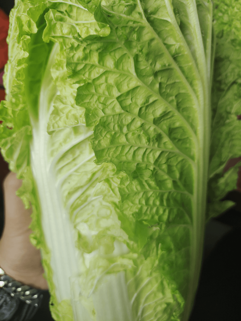 农村爷爷奶奶自种蔬菜包邮