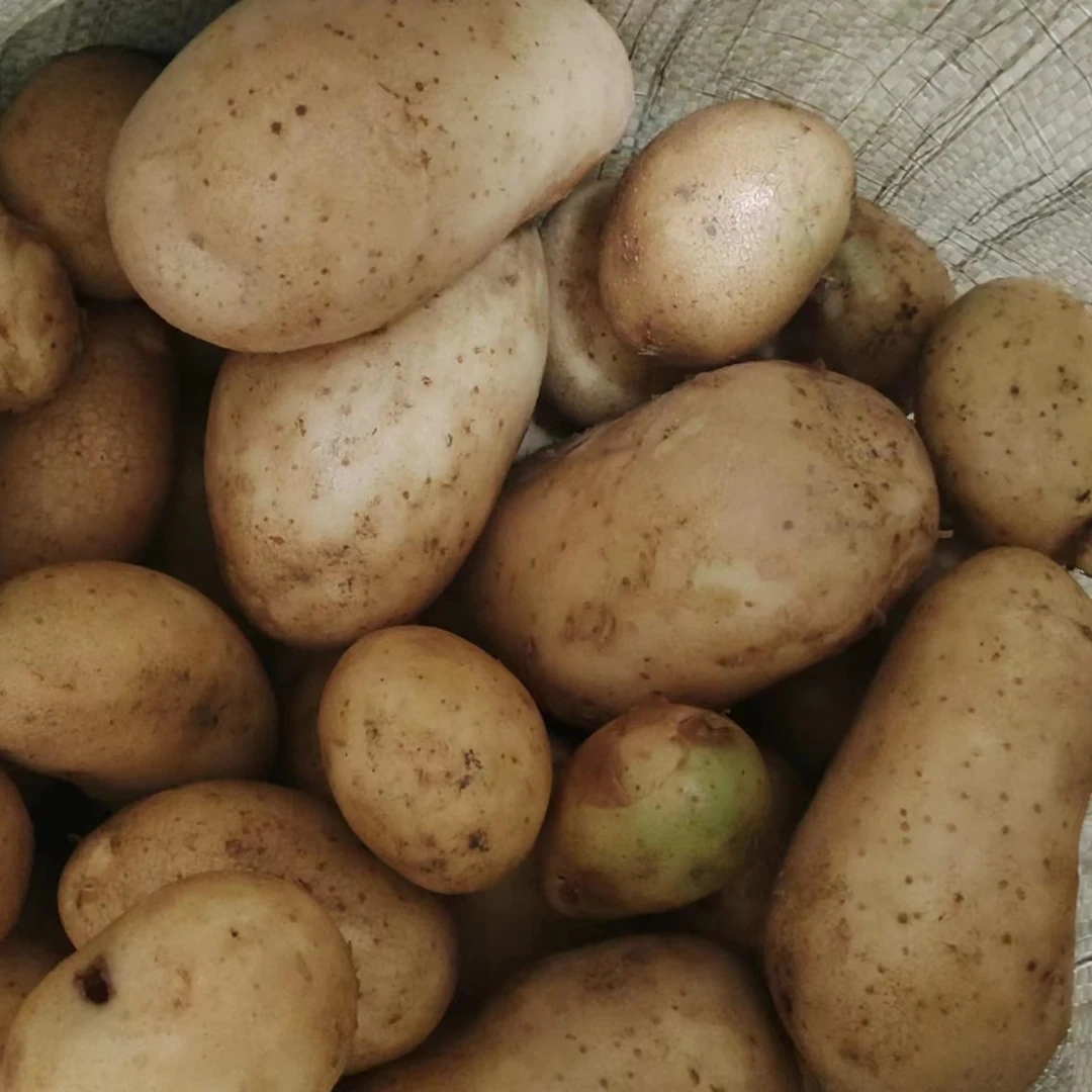 农村乡下自种土豆