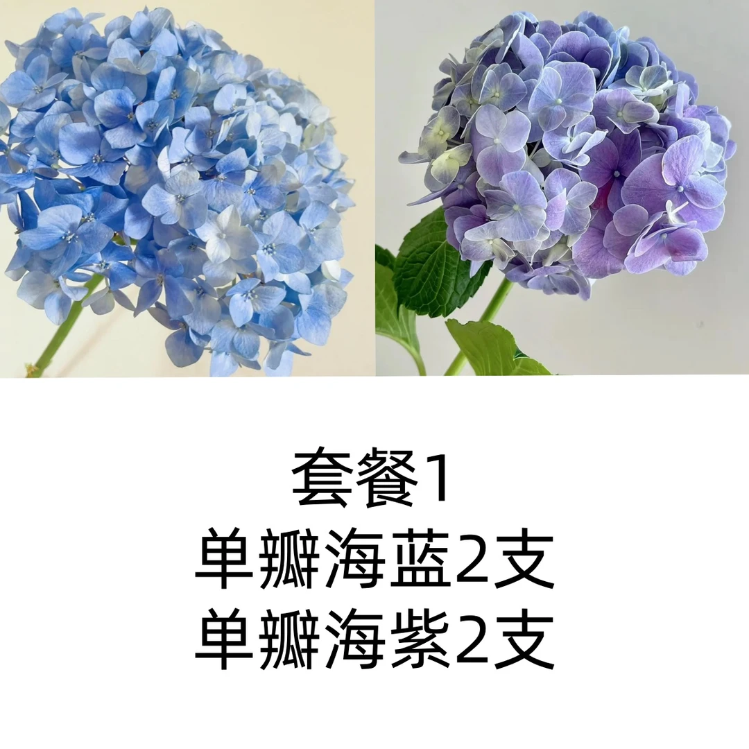 【极采花卉】绣球鲜花云南直发老婆闺蜜家用客厅插花花艺包邮